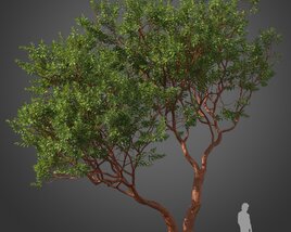 Marina Strawberry Tree 3Dモデル