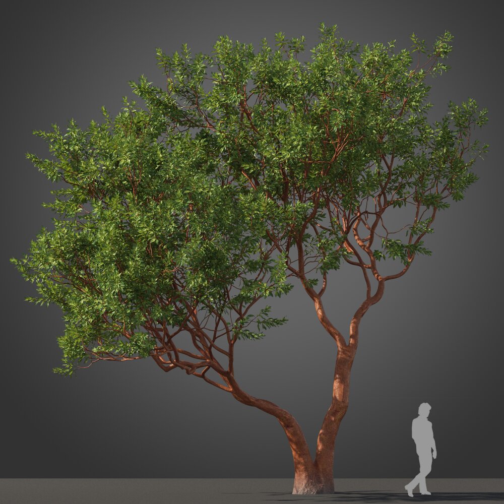 Marina Strawberry Tree 3Dモデル