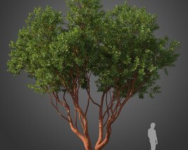 Arbutus Marina tree Modelo 3D