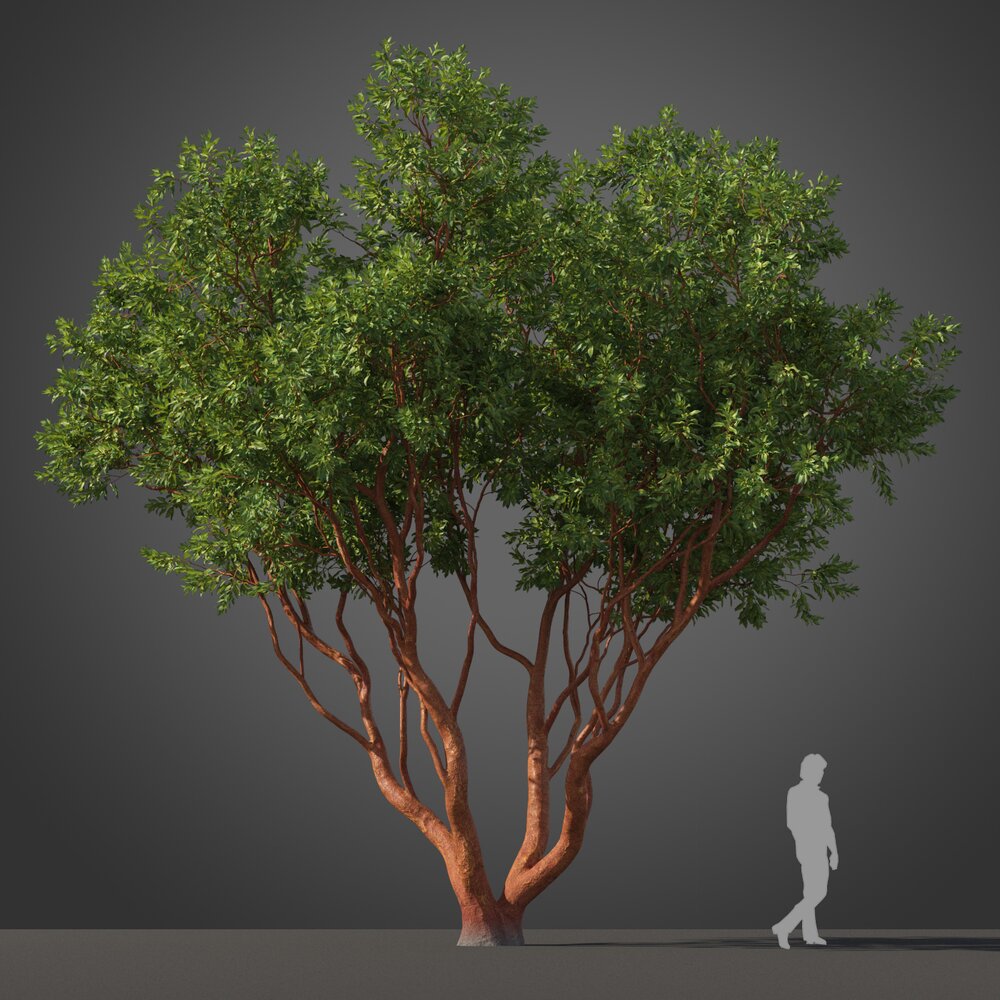 Arbutus Marina tree Modello 3D