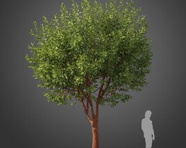 Arbutus Marina Strawberry Tree 3D model