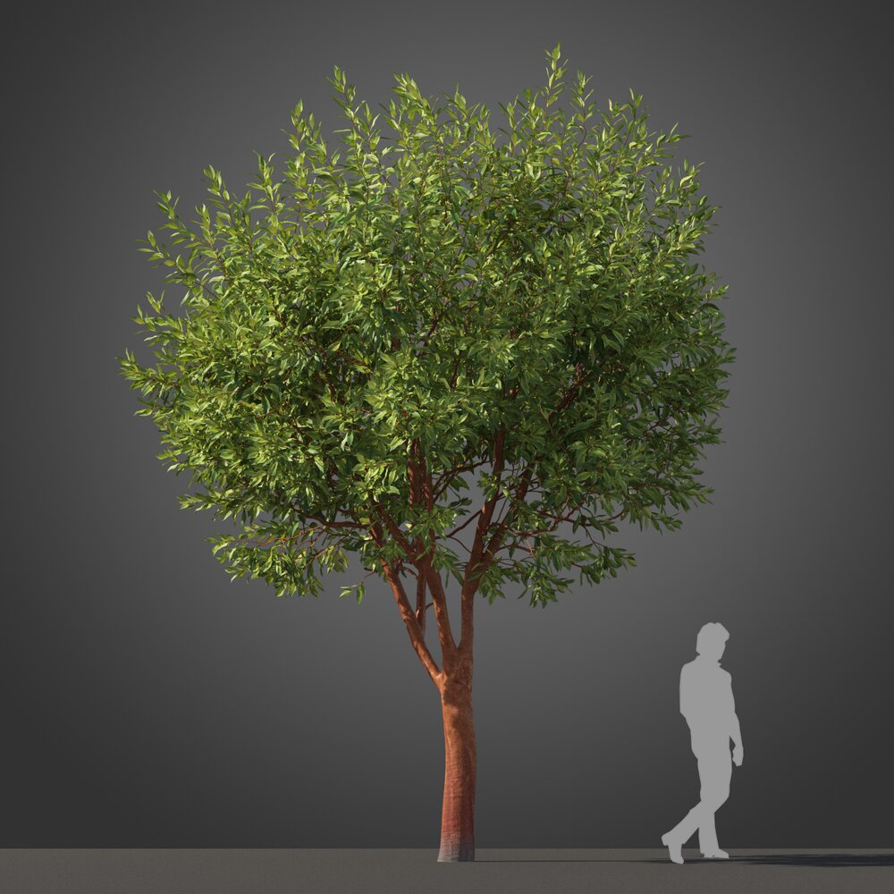 Arbutus Marina Strawberry Tree Modello 3D