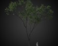 Isolated Tree Display Modello 3D