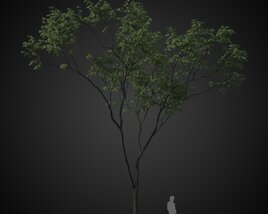 Isolated Tree Display 3D model