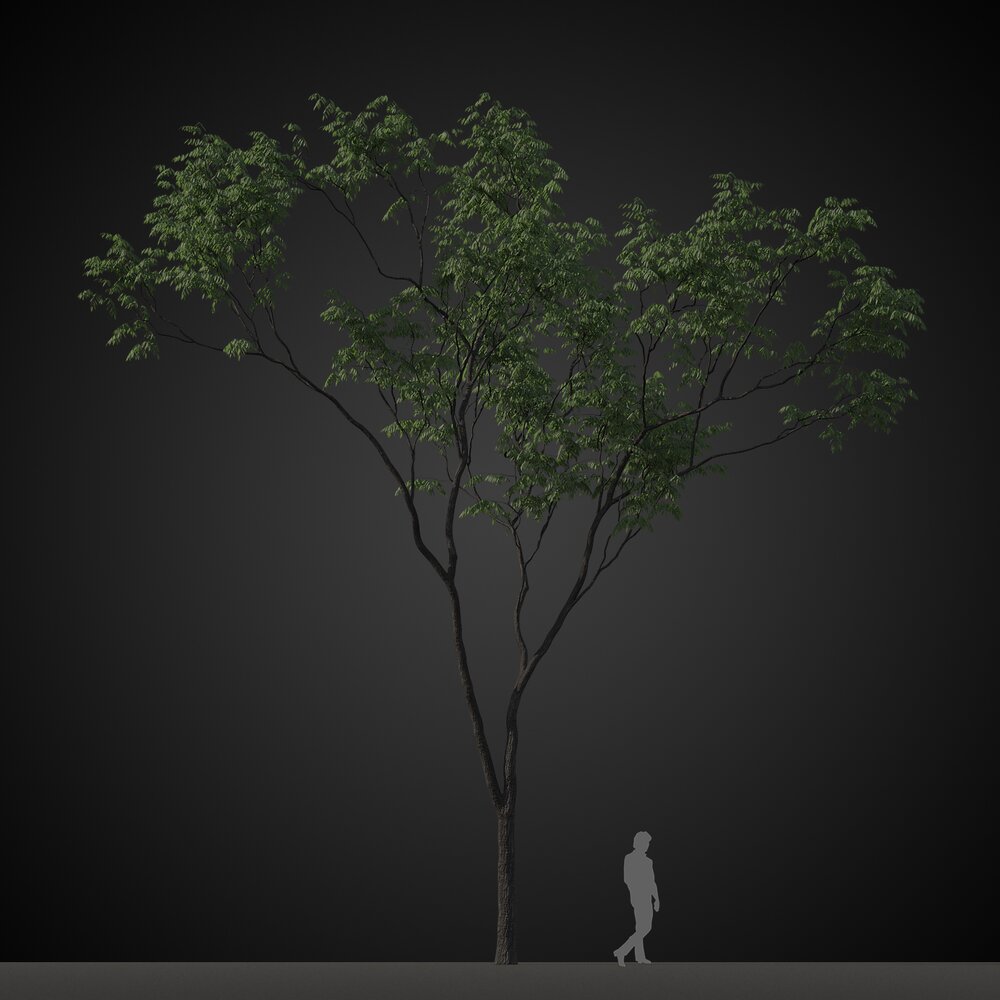 Isolated Tree Display 3D 모델 