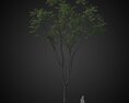 Solitary Tree for Park 3D-Modell