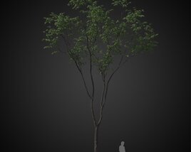 Solitary Tree for Park 3D model