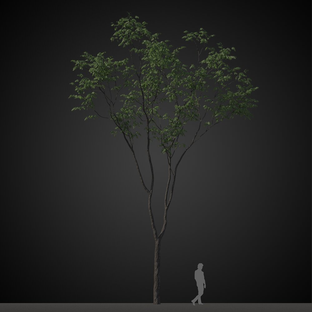 Solitary Tree for Park Modello 3D