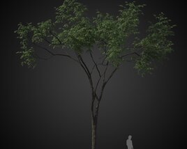Green Solitary Tree 3D-Modell