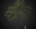 Verdant Tree 3Dモデル