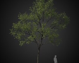 Verdant Tree 3D model