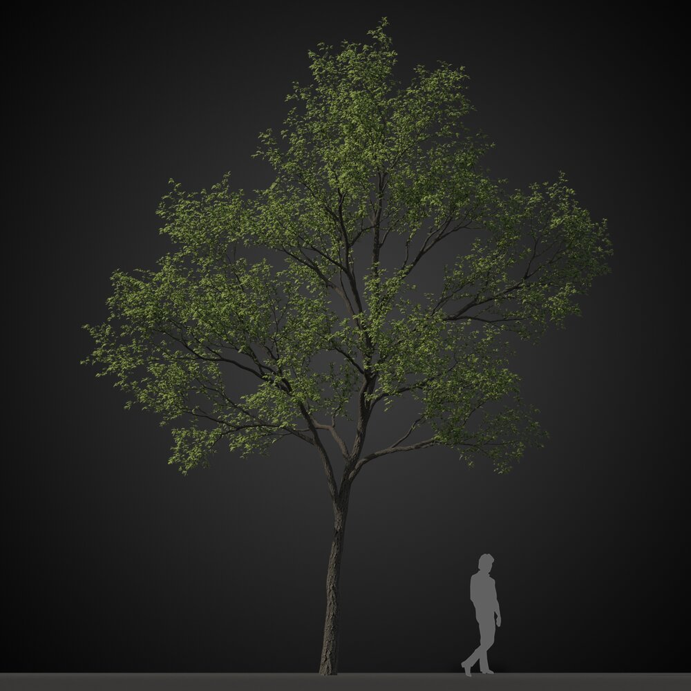 Verdant Tree Modèle 3d