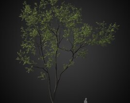 Forest Solitary Tree 3D 모델 