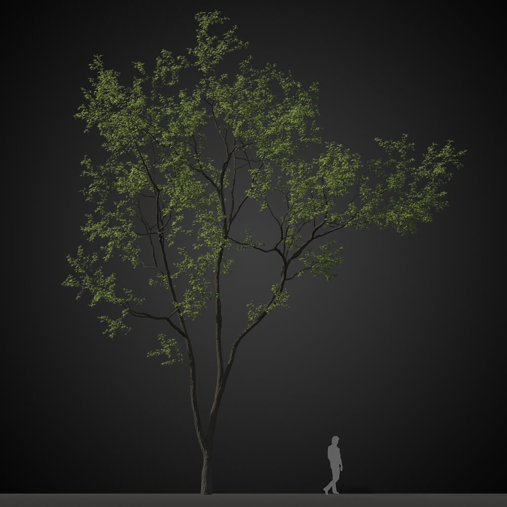 Forest Solitary Tree 3D модель
