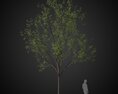 Park Solitary Tree 3D 모델 