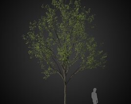 Park Solitary Tree 3D model