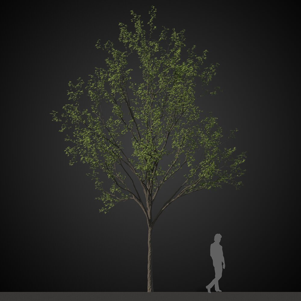 Park Solitary Tree 3D 모델 