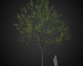 Solitary Tree 3D 모델 