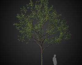 Solitary Tree 3D 모델 