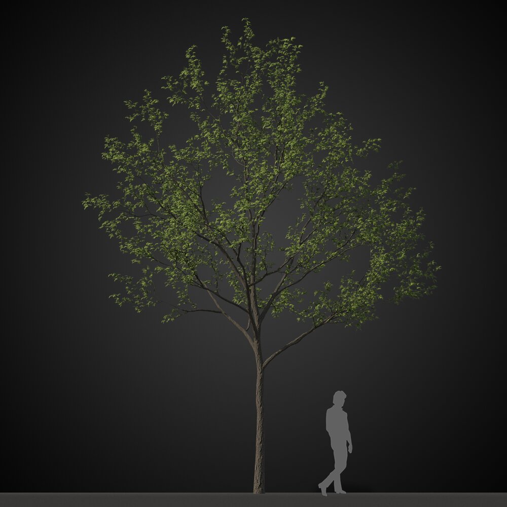 Solitary Tree Modelo 3D