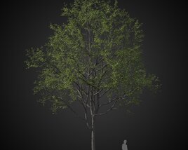 Verdant Park Tree 3D модель
