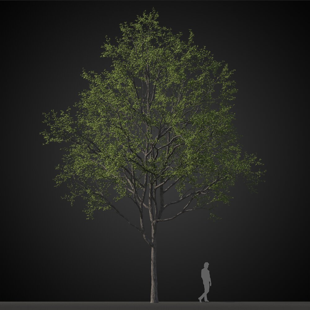 Verdant Park Tree 3D模型