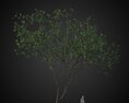 Solitary Tree Rendering 3Dモデル
