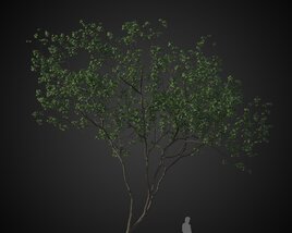 Solitary Tree Rendering 3D-Modell
