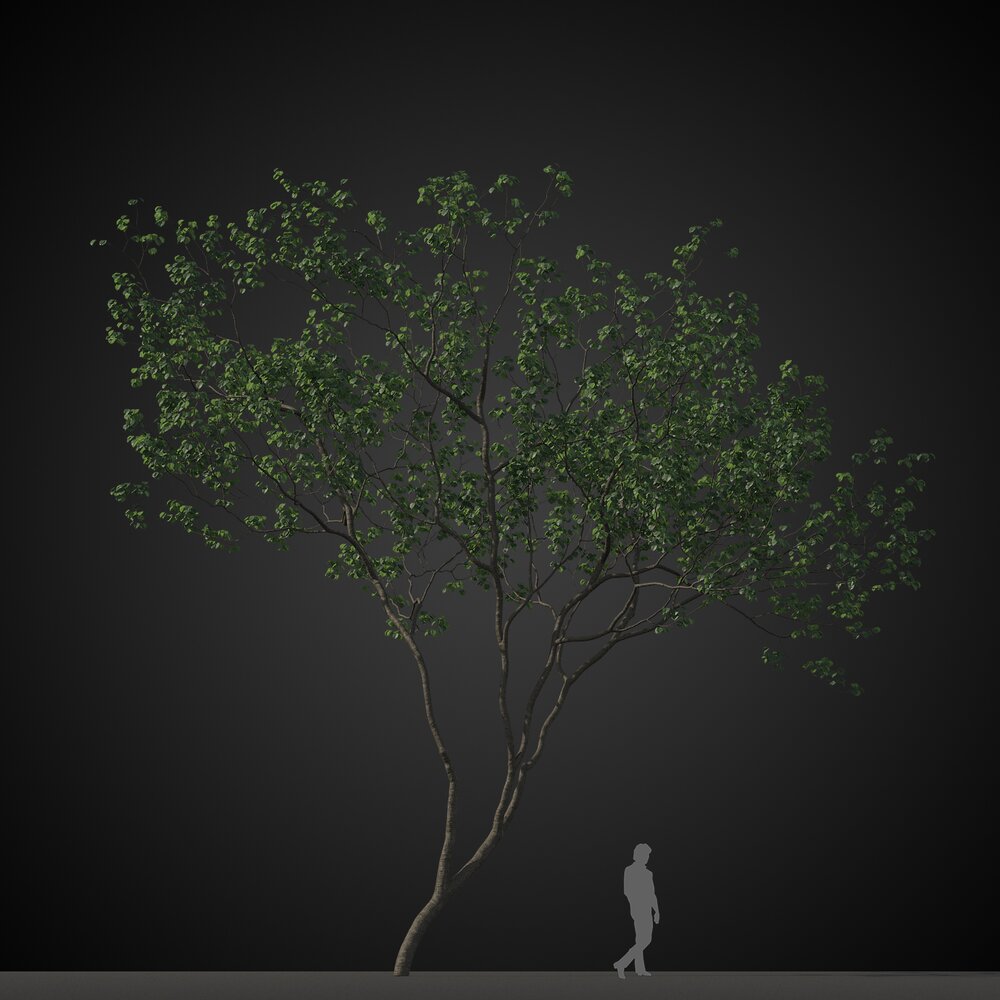 Solitary Tree Rendering 3D модель