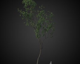 Curled Solitary Tree 3D-Modell