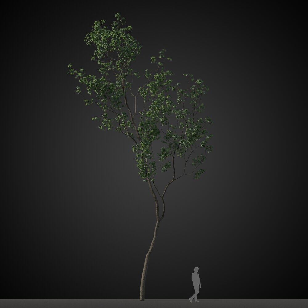 Curled Solitary Tree 3D-Modell