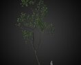 Twisted Solitary Tree 3d model
