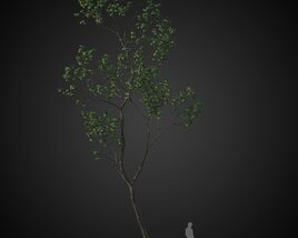 Twisted Solitary Tree 3D 모델 