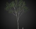 Singular Tree Modello 3D