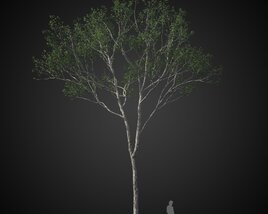 Singular Tree 3D 모델 