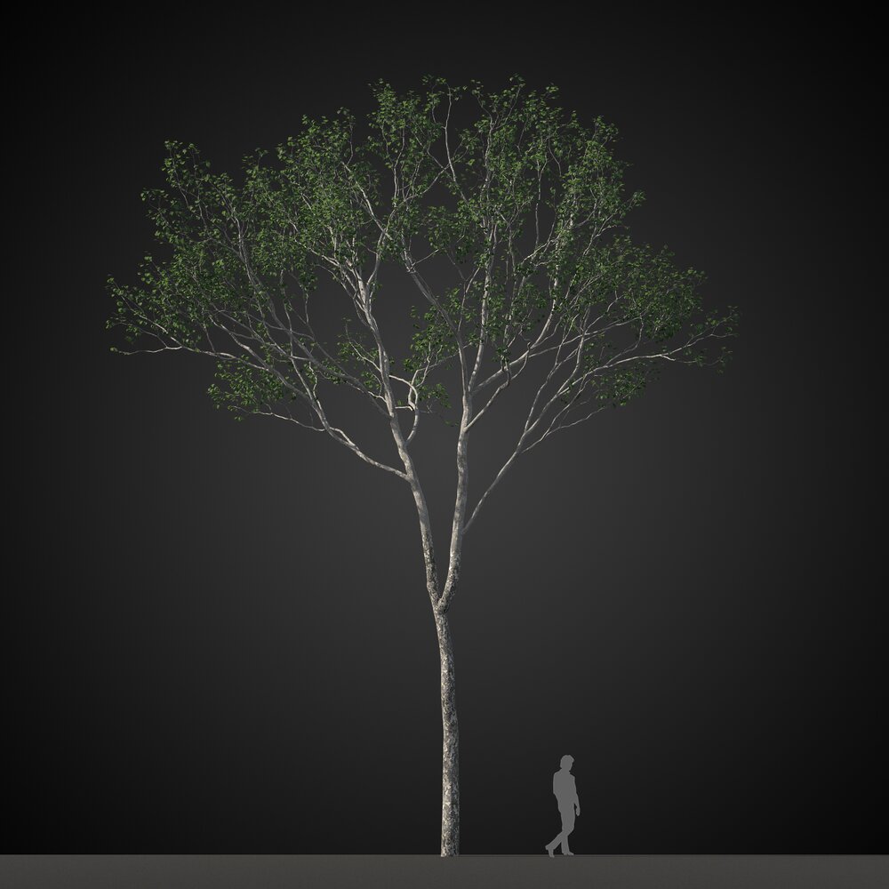 Singular Tree Modelo 3D