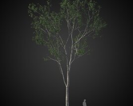 Lone Tree 3D-Modell
