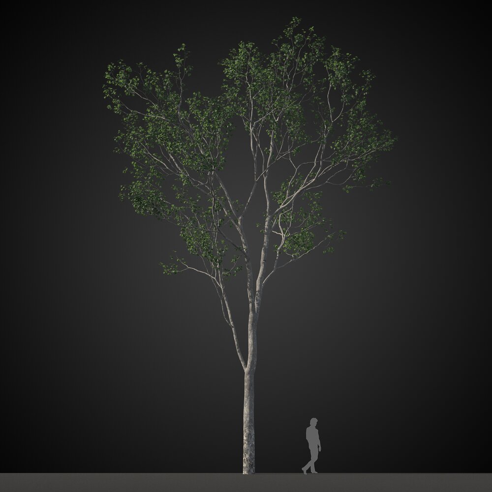 Lone Tree 3Dモデル
