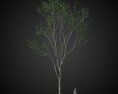Tall Solitary Tree Modello 3D