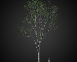 Tall Solitary Tree 3D 모델 