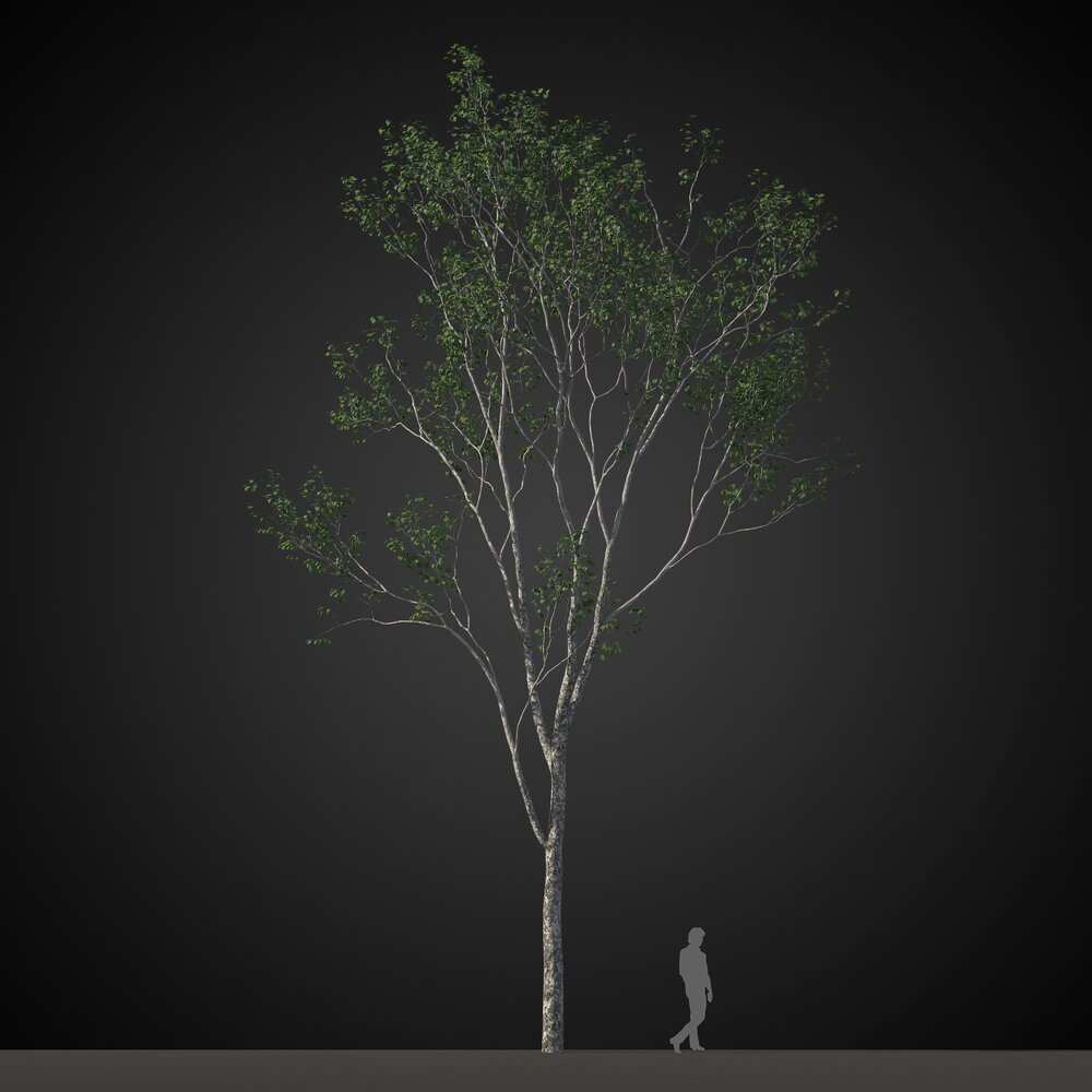 Tall Solitary Tree Modelo 3D