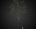 Solitary Tree in Forest 3D 모델 