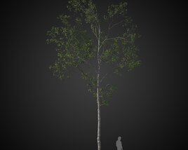 Solitary Tree in Forest 3D-Modell