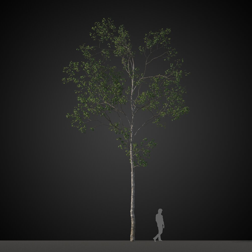 Solitary Tree in Forest 3D модель