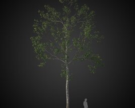 Tall Singular Tree 3D 모델 