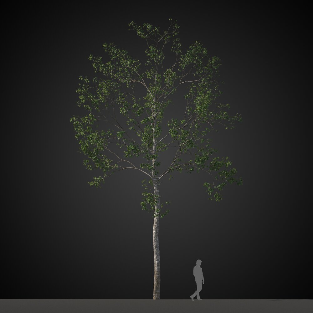 Tall Singular Tree 3Dモデル
