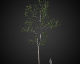 Tall Lone Tree Modello 3D