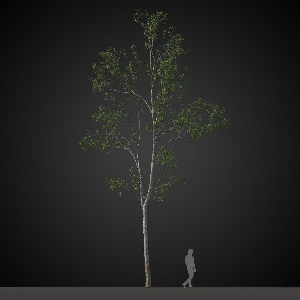 Tall Lone Tree 3D 모델 