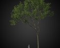 Tall Neat Tree 3D 모델 