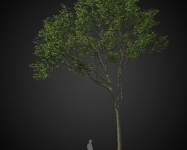 Tall Neat Tree 3D модель